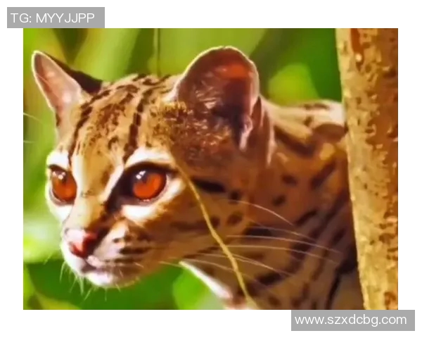 国外足球明星与他们的宠物们的温馨生活与趣事分享